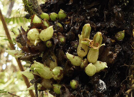 Cyrtandra aundensis, withering flowers and maturing fruits, Kumul, 2800 m asl, Mount Hagen, Papua New Guinea