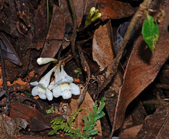 Cyrtandra basiflora, inflorescences emerging from the defoliated parts of the stem just above the forest floor, Poring, Kinabalu NP, 400 m asl, Sabah, Borneo