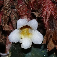Cyrtandra cf. disparoides, flower, deramakot FR, Sabah, Borneo