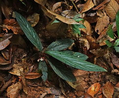 Cyrtandra cf. disparoides, flowering plant emerging just above the ground leaf litter, Deramakot FR, Sabah, Borneo