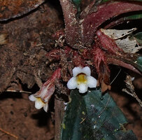 Cyrtandra cf. disparoides, flowers, Deramakot FR, Sabah, Borneo