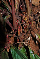 Cyrtandra cf. disparoides, maturing fruits, Deramakot FR, Sabah, Borneo