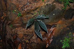 Cyrtandra cf. disparoides on vertical rocky substrate above a forest stream, Deramakot FR, Sabah, Borneo