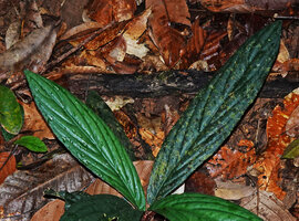 Cyrtandra cf. disparoides, wavy leaf surface, Deramakot FR, Sabah, Borneo