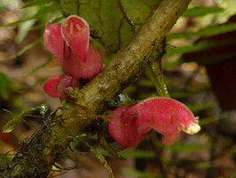 Cyrtandra cf. minjemensis, cauliflorous flowers, Rondon Ridge, Mount Hagen, 2000 m asl, Papua New Guinea
