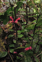 Cyrtandra cf. minjemensis, cauliflorous in forest understory, Rondon ridge, 2000 m asl, Mount Hagen, Papua New Guinea