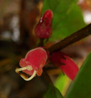 Cyrtandra cf. minjemensis, exserted stamens, Rondon Ridge, Mount Hagen, 2000 m asl, Papua New Guinea