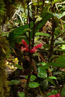 Cyrtandra cf. minjemensis, flowering as a low epiphyte in forest understory, Rondon Ridge, Mount Hagen, 2000 m asl, Papua New Guinea