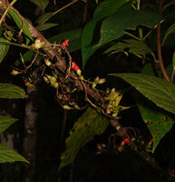 Cyrtandra coccinea, cauliflorous inflorescences, Sepa, 300 m asl, Seram, Moluccas