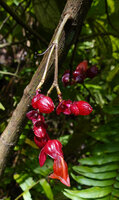 Cyrtandra coccinea, cauliflorous inflorescence with red bracts, red calyx and red corolla, Manusela NP, 800 m asl, Seram, Moluccas