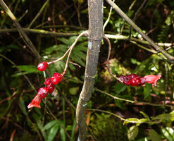 Cyrtandra coccinea, cauliflory, Manusela NP, 800 m asl, Seram, Moluccas