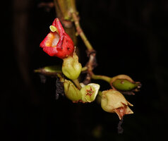 Cyrtandra coccinea, red corolla, peltate stigma, Sepa, 300 m asl, Seram, Moluccas