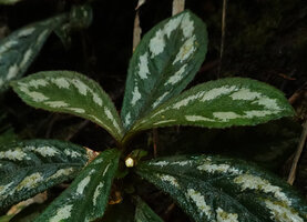 Cyrtandra congestiflora, densely hairy silver spotted leaf form, Mount Silam, Lahad Datu, Sabah, Borneo