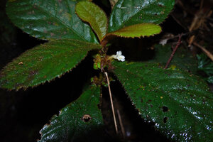 Cyrtandra congestiflora, flowering plain green leaved form, Mount Silam, Lahad Datu, Sabah, Borneo