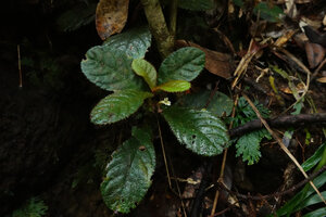 Cyrtandra congestiflora, flowering rosetted plant on vertical earth bank in forest understory, Mount Silam, Lahad Datu, Sabah, Borneo