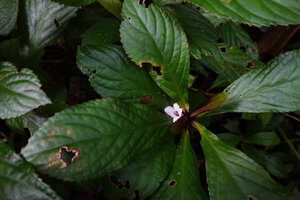 Cyrtandra decurrens, dentate leaves and flower, Waai waterfall, Ambon, Moluccas
