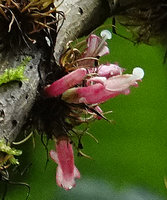 Cyrtandra filibracteata, flowers at anthesis, Imbu Rano, Kolombangara, Solomon Islands