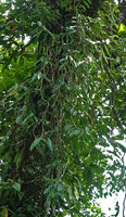 Cyrtandra keithii as a long hanging epiphyte with zigzaging stems, Danum Valley, Sabah, Borneo
