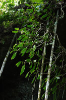 Cyrtandra keithii as a low epiphyte, Danum Valley, Sabah, Borneo