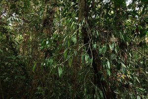 Cyrtandra oblongifolia as a low epiphyte in swamp forest, Gunung Mulu NP, Sarawak, Borneo