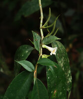 Cyrtandra oblongifolia, flower and maturing fruits, Gunung Mulu NP, Sarawak, Borneo