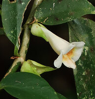 Cyrtandra oblongifolia, flower emerging from the two opposite involucral bracts, Gunung Mulu NP, Sarawak, Borneo