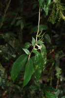 Cyrtandra oblongifolia, hanging flowering stem, Gunung Mulu NP, Sarawak, Borneo