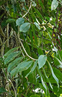 Cyrtandra keithii, hanging flowering stems, Danum Valley, Sabah, Borneo
