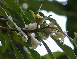 Cyrtandra keithii, inflorescences with two opposite involucral bracts from which emerge the whitish corollas, Danum Valley, Sabah, Borneo
