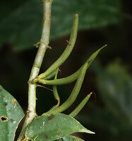 Cyrtandra oblongifolia, maturing linear curved fruits, Gunung Mulu NP, Sarawak, Borneo