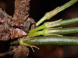 Cyrtandra longicarpa, deeply divided calyx lobes, Deramakot, Sabah, Borneo