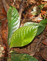 Cyrtandra longicarpa, leaves and fasciculate fruits, Deramakot, Sabah, Borneo