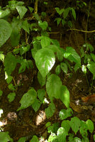 Cyrtandra peltata among Begonia, Schismatoglottis, and Elatostema, Anai Valley,West Sumatra