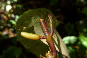 Cyrtandra peltata, developping berry fruit close up, Anai Valley,West Sumatra