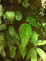 Cyrtandra peltata, in the middle, growing on vertical seeping rock with a Begonia, ferns and Procris, Anai Valley,West Sumatra
