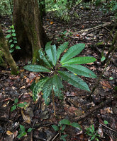 Cyrtandra sp., a monocaulous erect shrub with all its big anisophyllous leaves diasplayed in an apical disc allowing perfect self shading avoidance, Malagufuk, Sorong, Papua