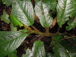 Cyrtandra sp., anisophyllous plagiotropic stem, Penrissen Range, Padawan, Sarawak, Borneo