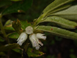 Cyrtandra sp., axillary, densely hairy calyx and corolla, Kwau, 1600 m as, Arfak mountains, West Papua