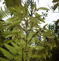 Cyrtandra sp., branched plagiotropic stems with pseudo-alternate leaves, Kwau, 1600 m as, Arfak mountains, West Papua