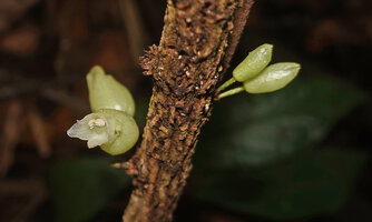 Cyrtandra sp., cauliflory, the fasciculate flowers emerging from perennial bulgy pads along the unique erect stem, Malagufuk, Sorong, Papua
