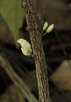 Cyrtandra cf. suberosa sect. Centrosiphon, cauliflory, the flowers emerging from perennial bulgy pads along the deeply suberised stem, Malagufuk, Sorong, Papua