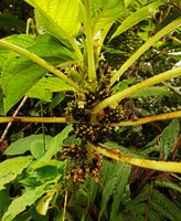Cyrtandra sp. , congested axillary inflorescences and infructescences along the stem, Tenaru Falls, Guadalcanal, Solomon Islands