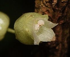 Cyrtandra sp., flower at anthesis, Malagufuk, Sorong, Papua