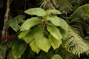 Cyrtandra sp. flowering on vertical earth bank above a river, Tenaru Falls, Guadalcanal, Solomon Islands