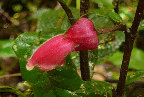 Cyrtandra cf. minjemensis, flower, Rondon Ridge, Mount Hagen, 2000 m asl, Papua New Guinea