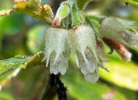 Cyrtandra sp., hairy calyx with long acute lobes and translucent corolla, Kwau, 1600 m as, Arfak mountains, West Papua
