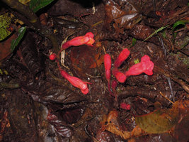 Cyrtandra sp., hairy flowers emerging from the leaf litter, Penrissen Range, Padawan, Sarawak, Borneo