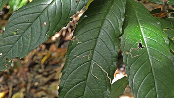 Cyrtandra sp., leaf venation and marginal teeth, Malagufuk, Sorong, Papua