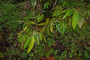 Cyrtandra sp., low epiphytic herbaceous shrub with plagiotropic stems and pseudo-alternate leaves due to strong anisophylly, Kwau, 1600 m as, Arfak mountains, West Papua