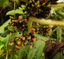 Cyrtandra sp., maturing baccate fruits, Tenaru Falls, Guadalcanal, Solomon Islands